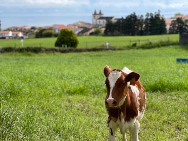 Quinta Do Avo Dimas - Rural Home - Sao Bras Porto Formoso Eksteriør billede
