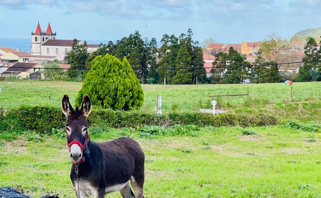 Quinta Do Avo Dimas - Rural Home - Sao Bras Porto Formoso Eksteriør billede