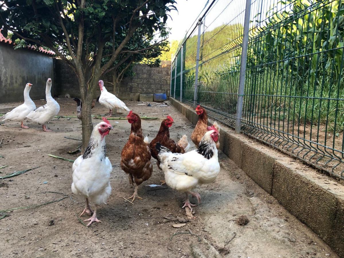 Quinta Do Avo Dimas - Rural Home - Sao Bras Porto Formoso Eksteriør billede